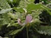 Trillium catesbyi